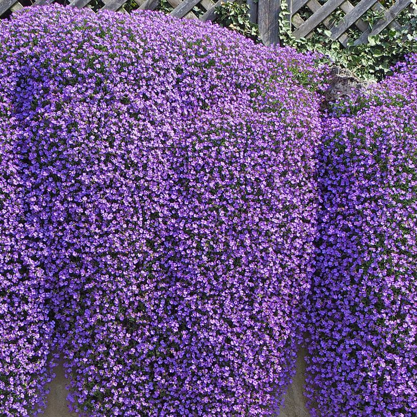 Aubriète bleue - Aubrieta Cascade Blue (Plant habit)