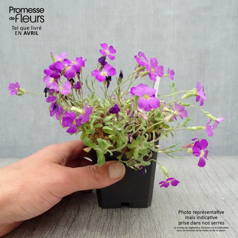 Spécimen de Aubriète rouge - Aubrieta Cascade Red Godet de 8/9 cm tel que livré au printemps