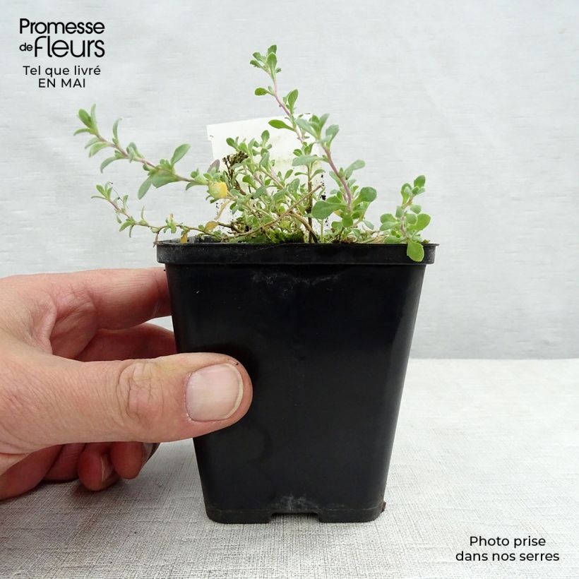 Example of Aubriète violette - Aubrieta Cascade Purple Godet de 8/9 cm as you get in printemps