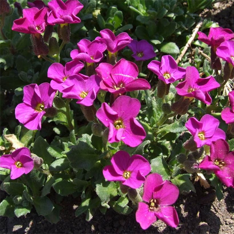 Aubriete Red Carpet (Flowering)