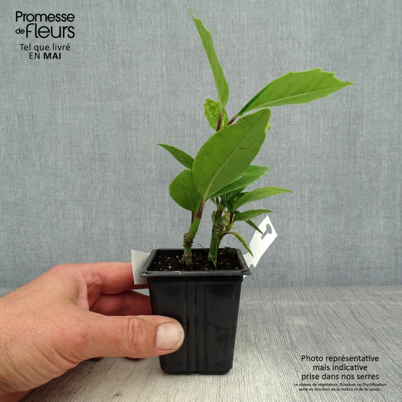 Example of Aucuba japonica Crotonifolia Godet de 8/9 cm as you get in printemps