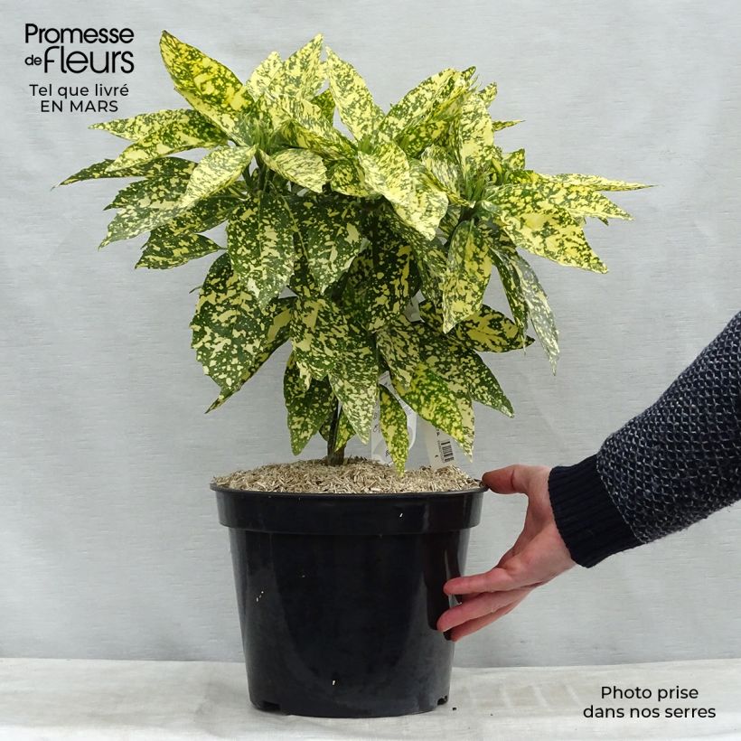 Example of Aucuba japonica Crotonifolia Pot de 7,5L/10L as you get in printemps