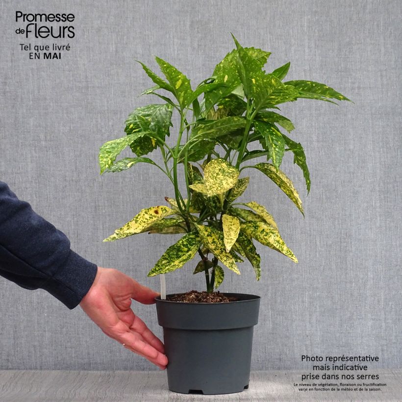 Example of Aucuba japonica Golden king - Laurier du Japon panaché Pot de 2L/3L as you get in printemps