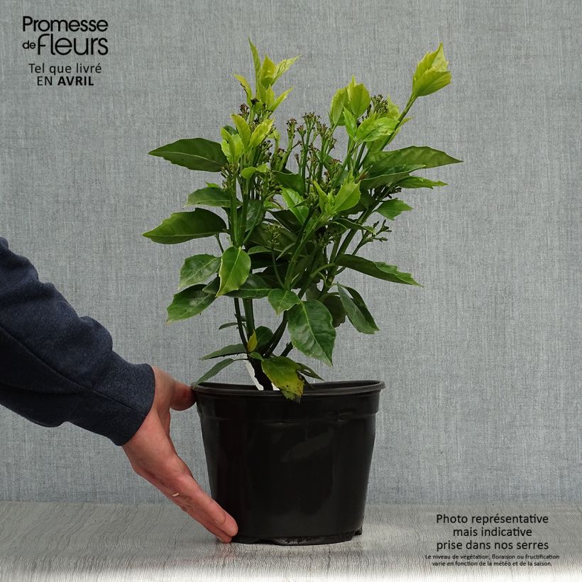 Example of Aucuba japonica Rozannie - Aucuba du Japon  Pot de 2L/3L as you get in printemps