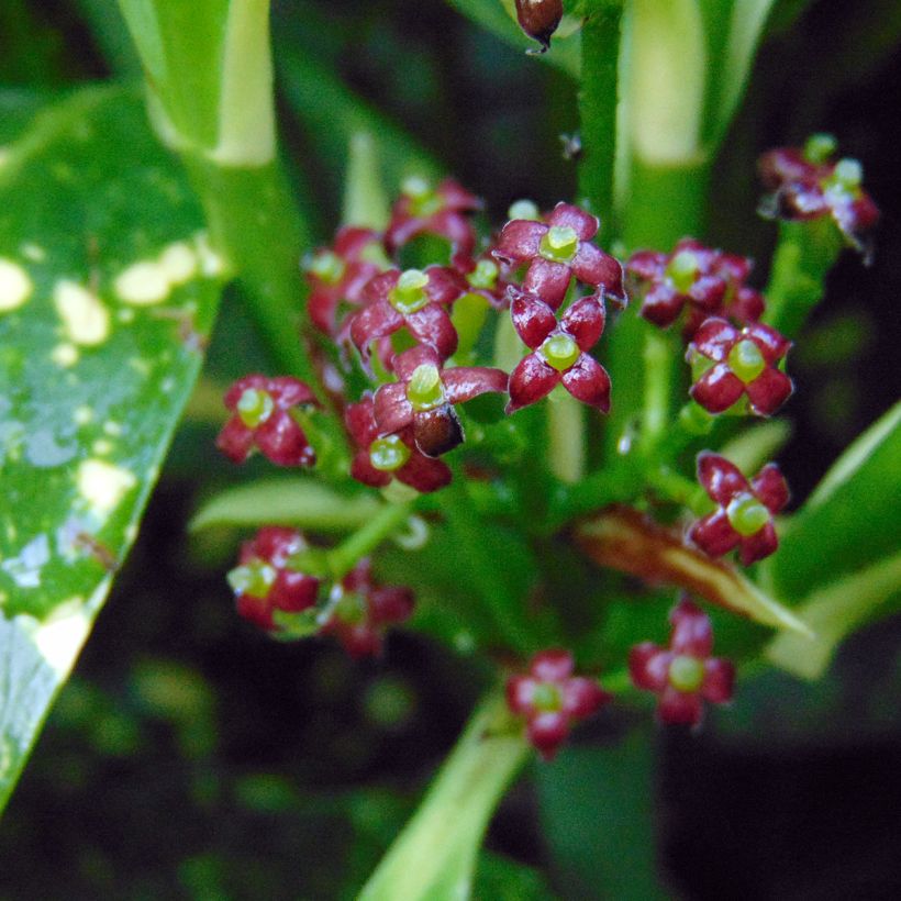 Aucuba japonica Variegata (Flowering)