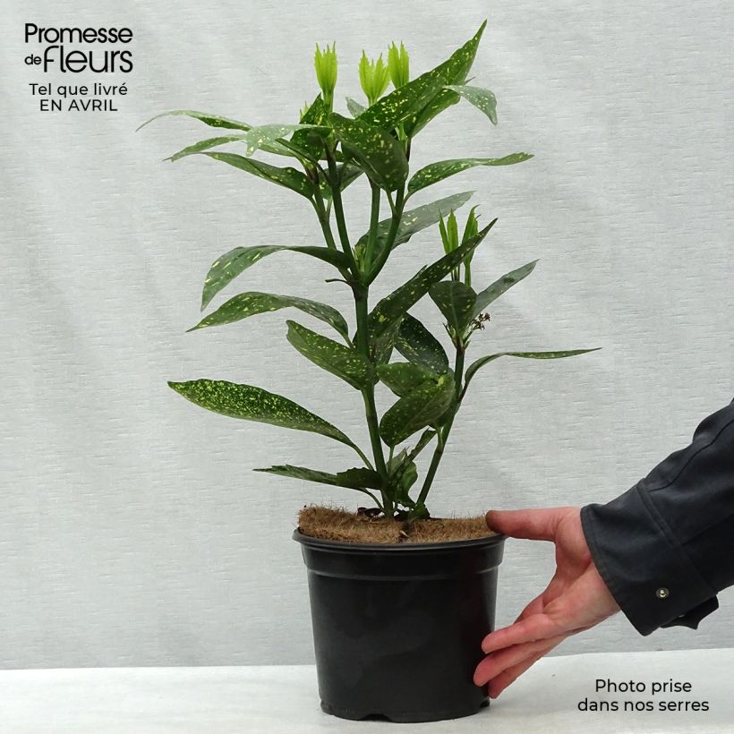 Example of Aucuba japonica Variegata Pot de 2L/3L as you get in printemps