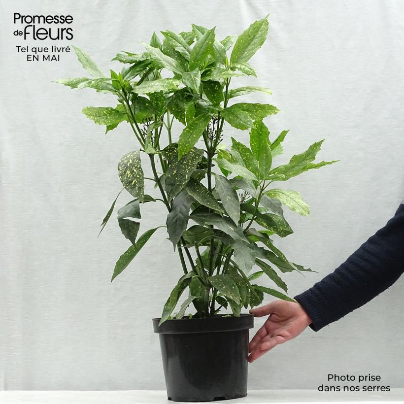 Example of Aucuba japonica Variegata Pot de 7,5L/10L as you get in printemps