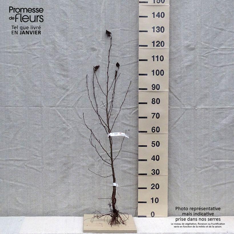 Spécimen de Aulne de Corse - Alnus cordata Racines nues tel que livré en hiver