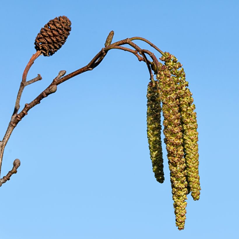 Aulne de Corse - Alnus cordata (Récolte)