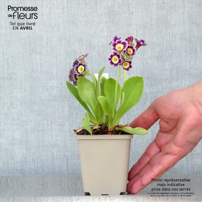 Example of Auricule des jardins - Primula x pubescens  Godet de 8/9 cm as you get in printemps