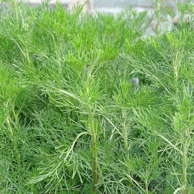 Aurone - Artemisia abrotanum (Foliage)