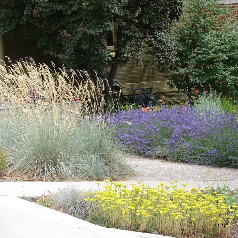 Avoine bleue - Helictotrichon sempervirens (Plant habit)