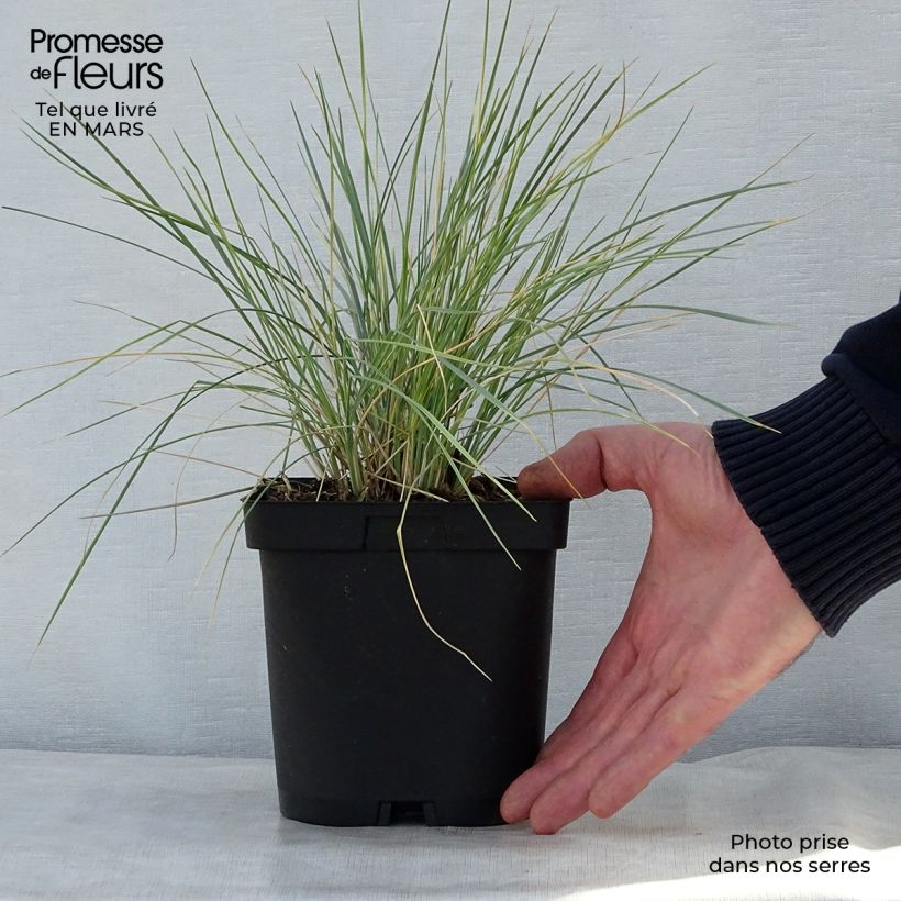 Example of Avoine bleue - Helictotrichon sempervirens Pot de 2L/3L as you get in printemps