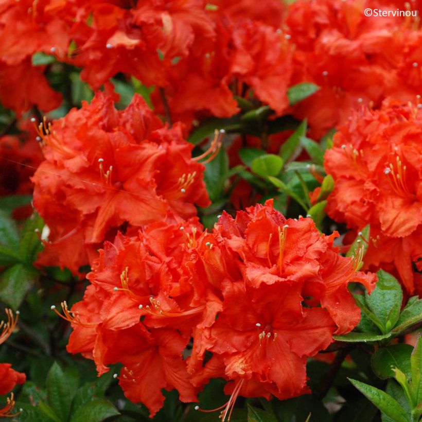 Azalée de Chine Gibraltar - Azalea mollis (Floraison)