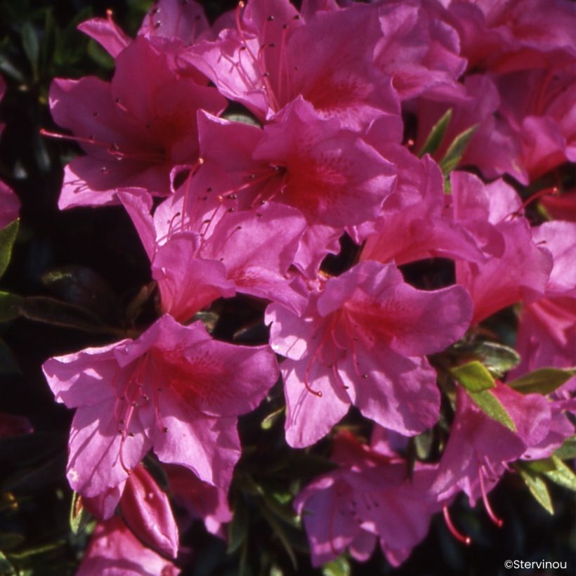 Azalée du Japon Beethoven - Rhododendron hybride (Floraison)