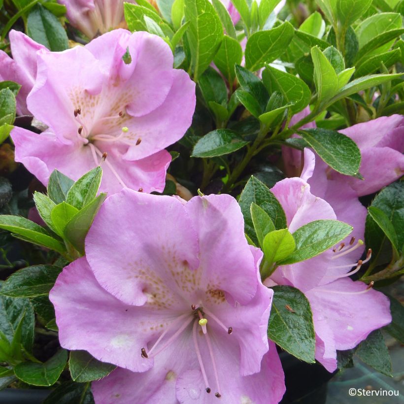 Azalée du Japon Blue Moon - Rhododendron hybride (Floraison)