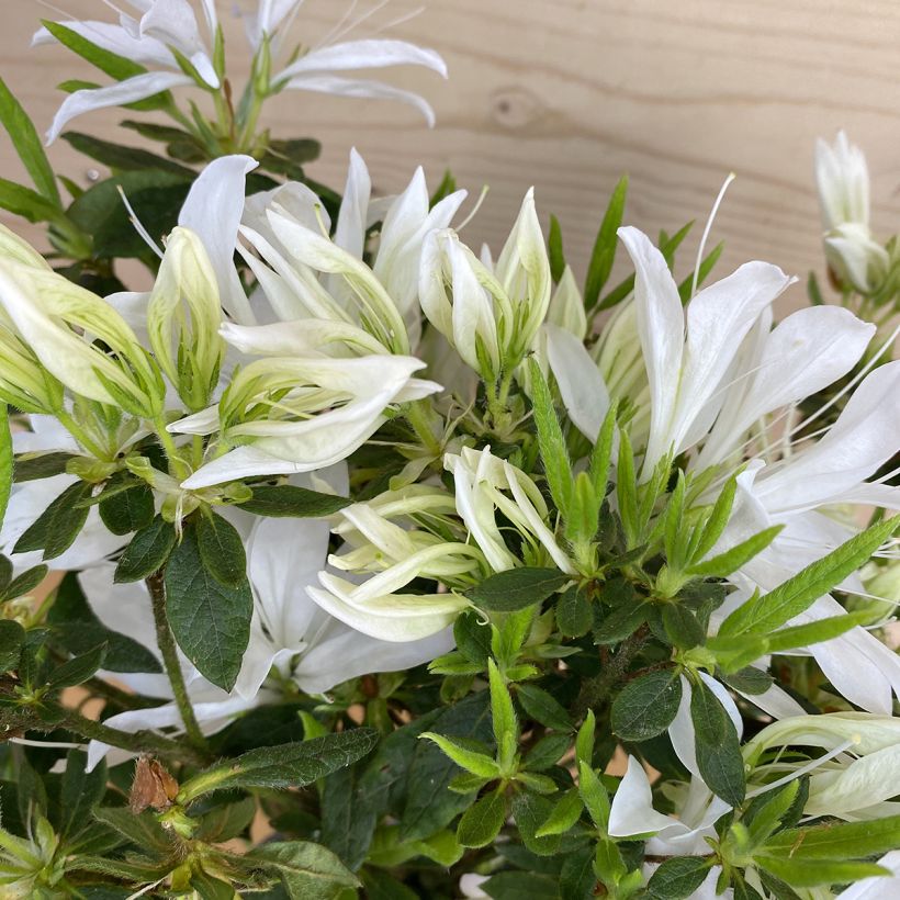 Azalée du Japon Koromo shikibu White - Rhododendron hybride (Feuillage)
