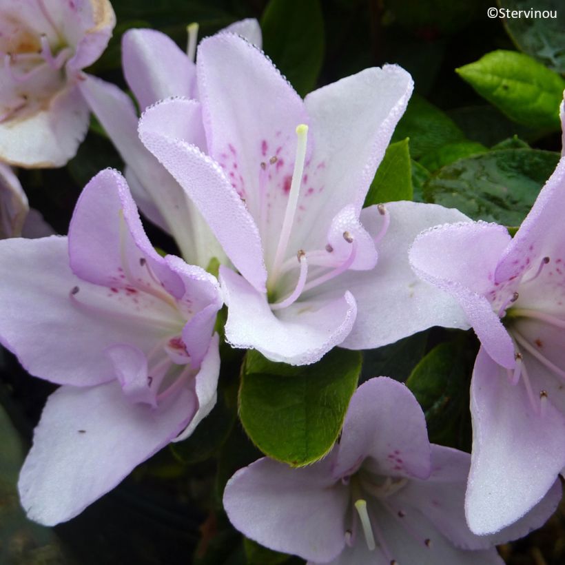Azalée du Japon Rêve de Lilas - Rhododendron hybride (Flowering)