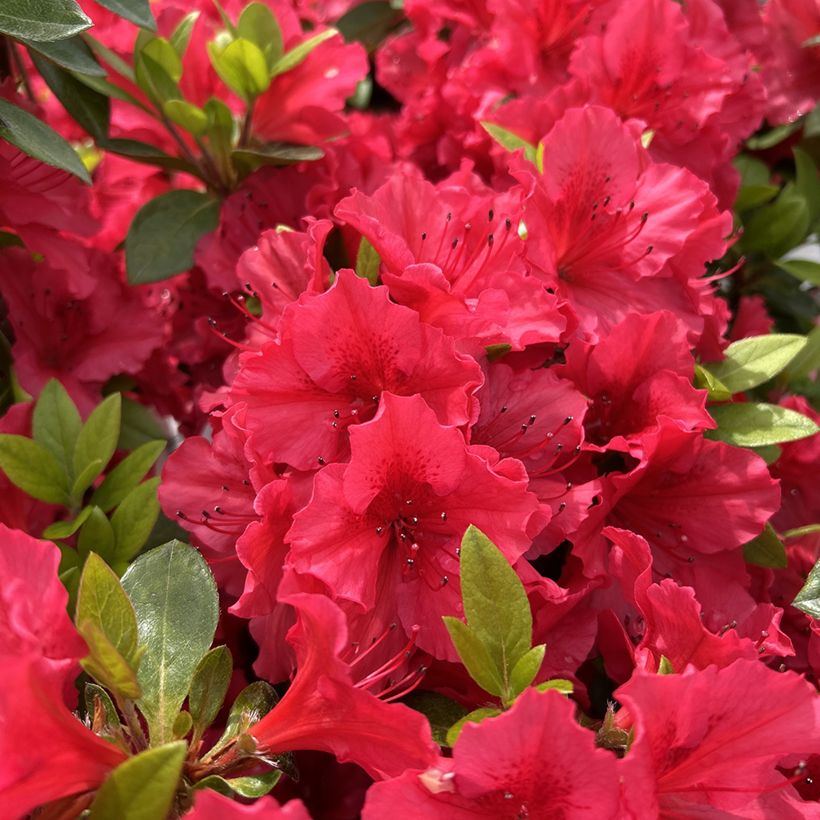 Azalée du Japon Vuyk's Scarlet - Rhododendron hybride. (Flowering)
