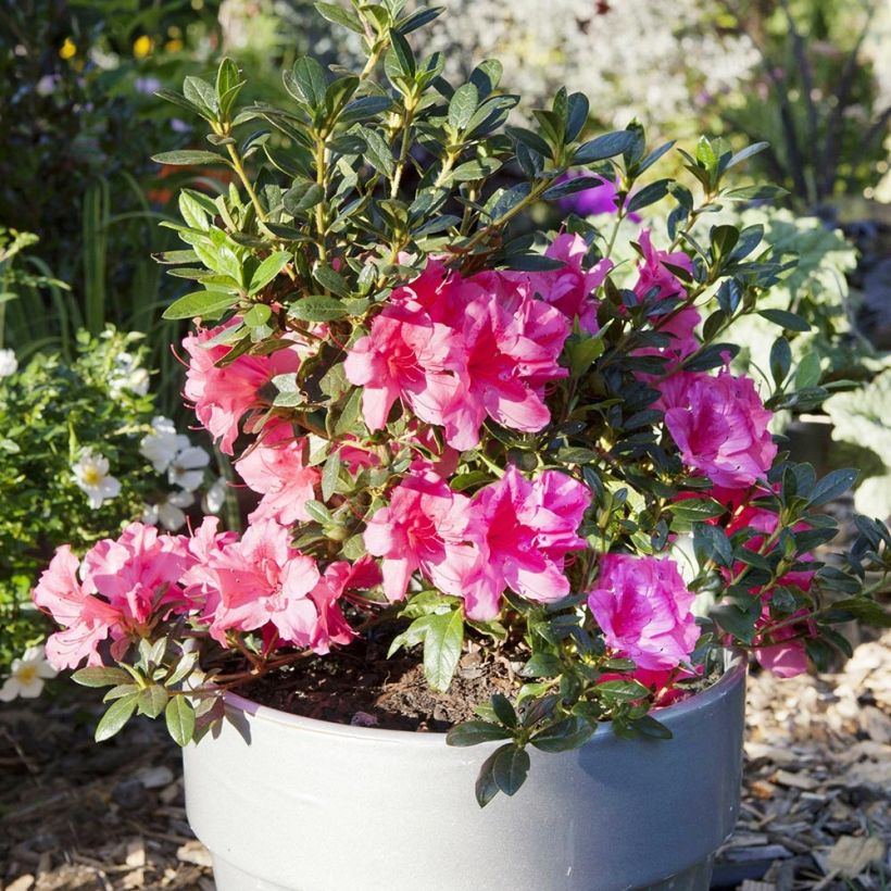Azalée hybride ENCORE® Carnival (Port)