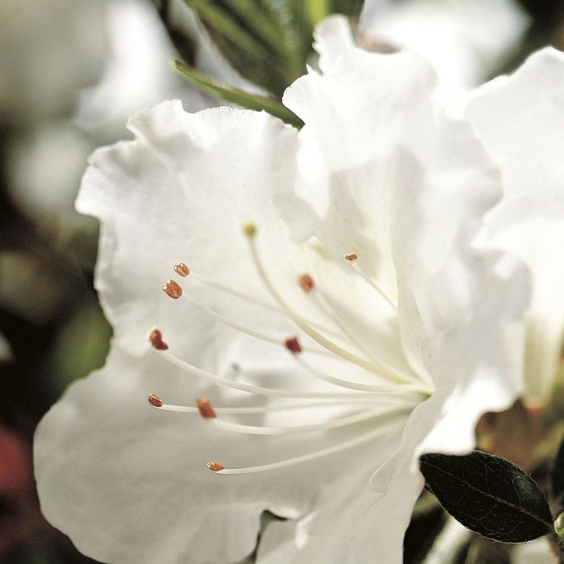 Azalée hybride ENCORE® Ivory (Floraison)