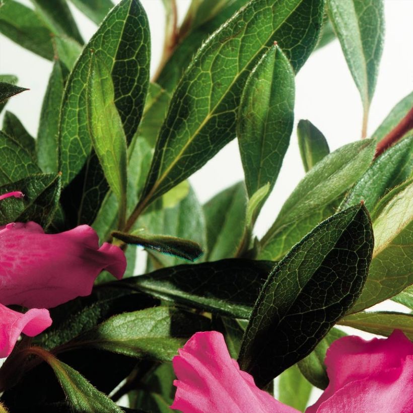 Azalée hybride ENCORE® Sundance (Feuillage)