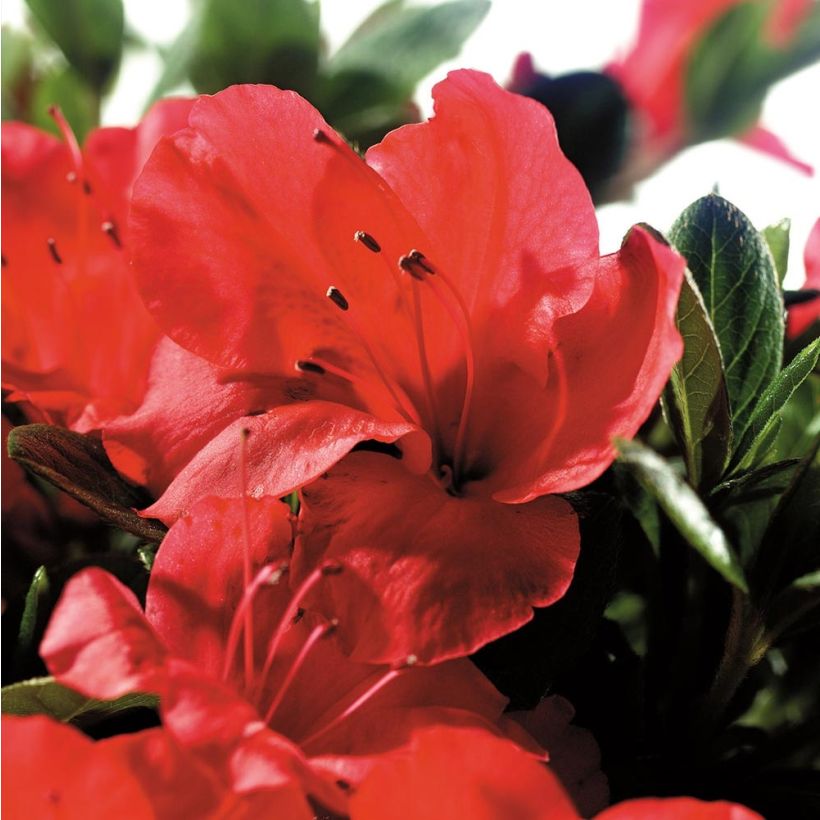 Azalée hybride ENCORE® Sunset (Floraison)