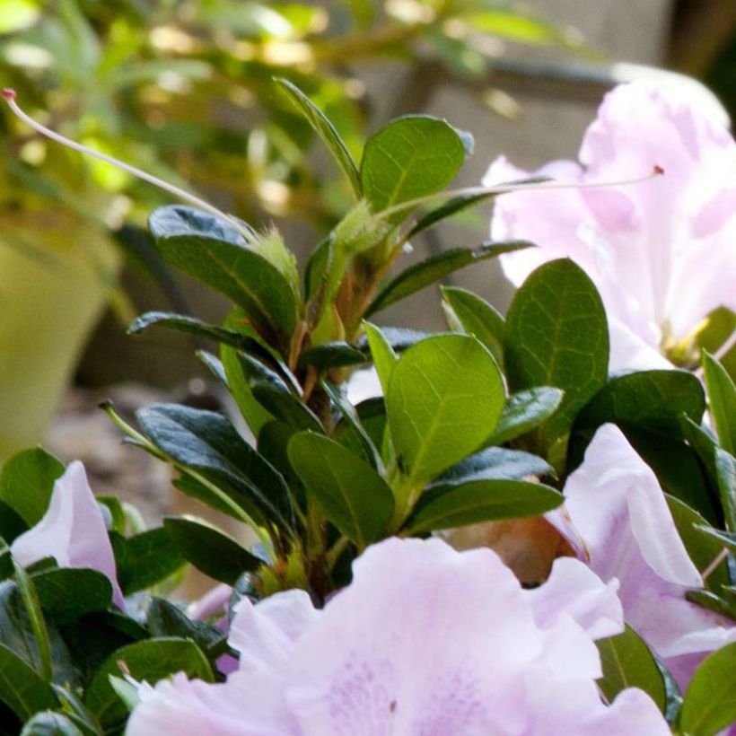 Azalée hybride ENCORE® Sweetheart (Feuillage)