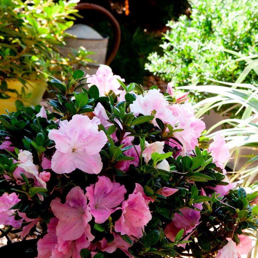 Azalée hybride ENCORE® Sweetheart (Port)