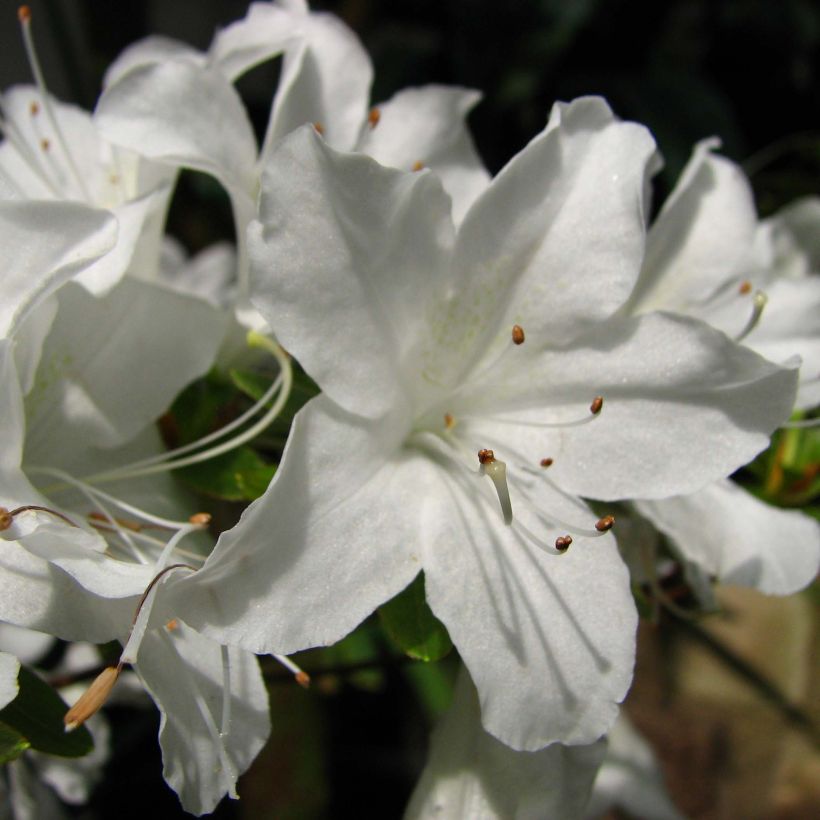 Azalée du Japon Palestrina - Rhododendron hybride (Flowering)