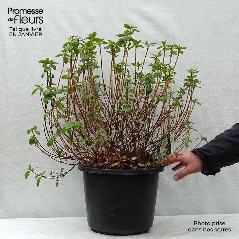 Example of Azalée du Japon Palestrina - Rhododendron hybride Pot de 12L/15L as you get in hiver