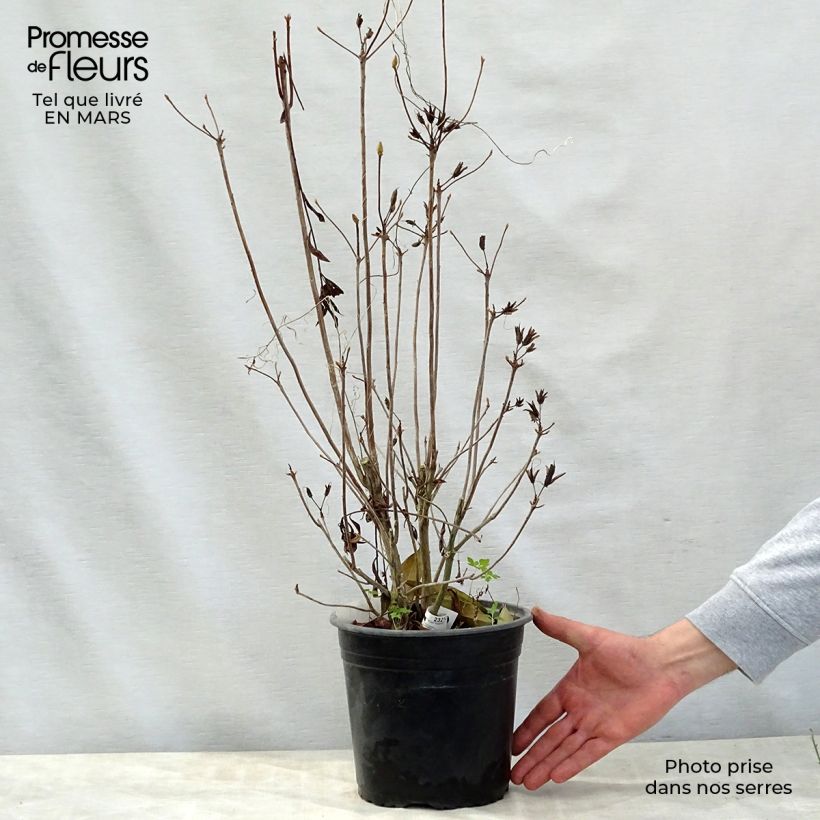 Spécimen de Azalée caduque Knap Hill-Exbury Satan  Pot de 4L/5L tel que livré au printemps