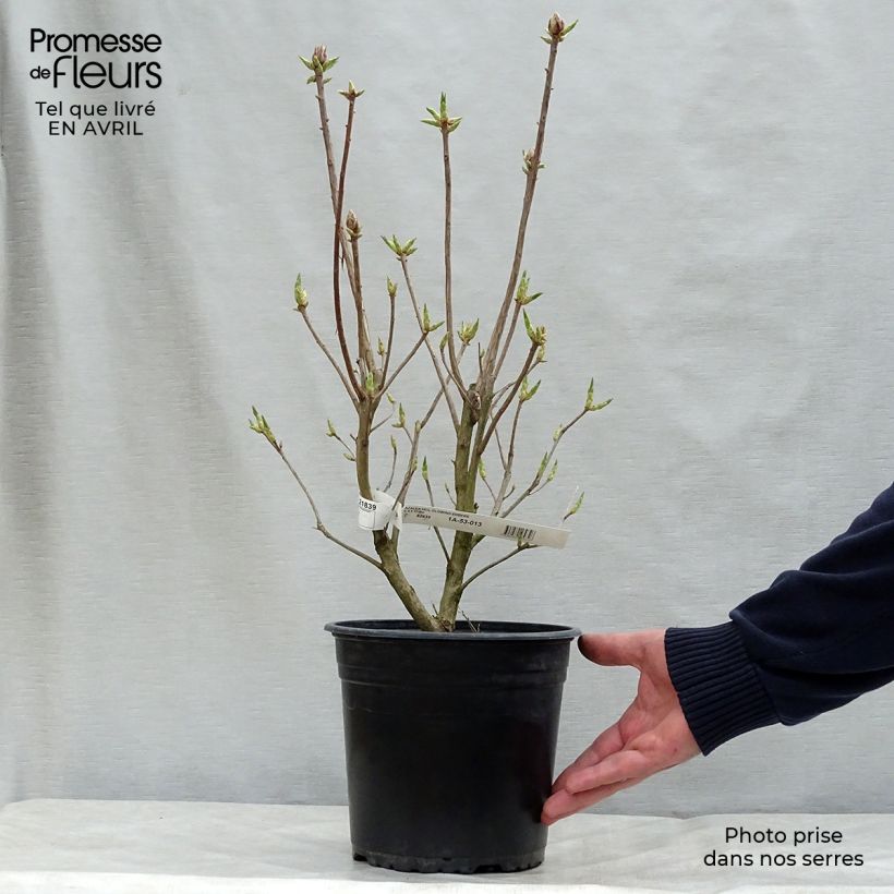 Example of Azalée Glowing Embers - Rhododendron molle Pot de 4L/5L as you get in printemps