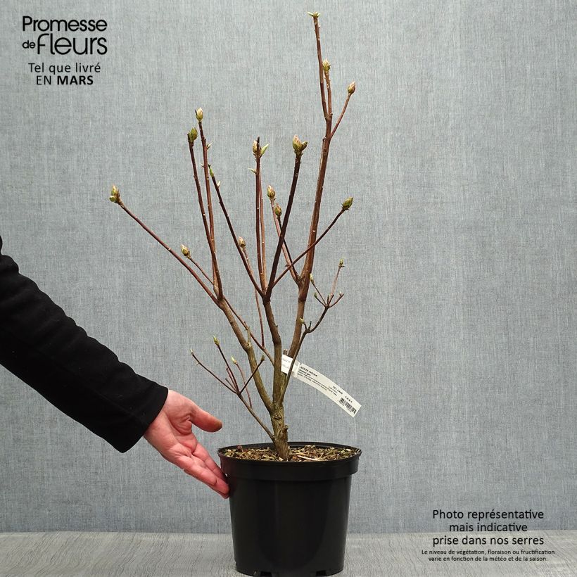 Example of Azalée de Chine Arneson Gem  Pot de 4L/5L as you get in printemps