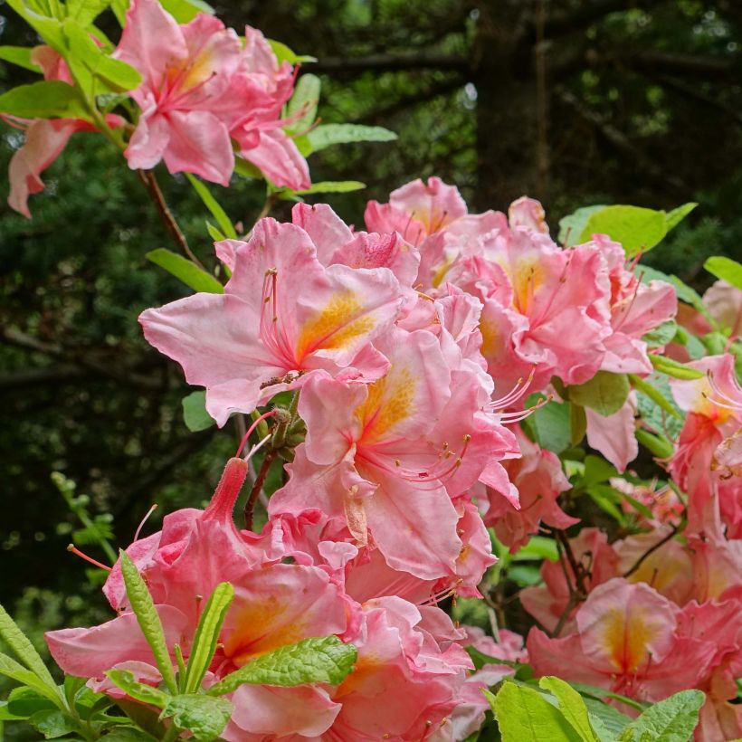 Azalée de Chine Cecile - Azalea mollis (Flowering)