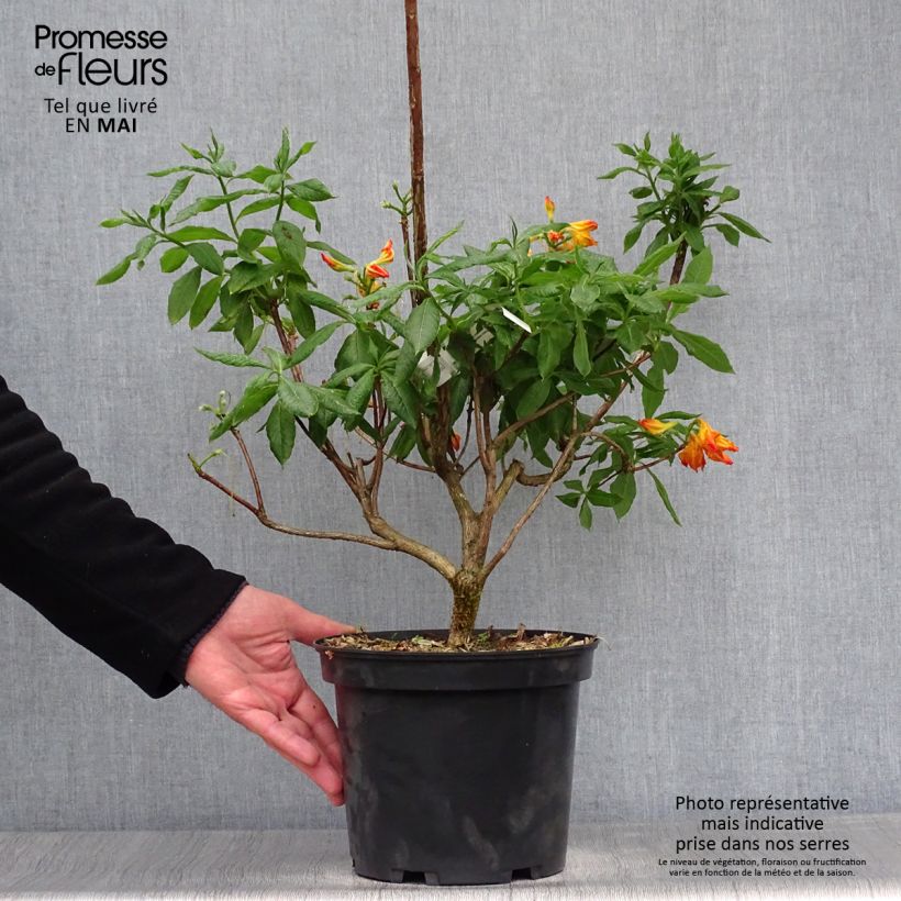 Example of Azalée de Chine Demoiselles de Boutiguery Idylla - Rhododendron hybride Pot de 4L/5L as you get in printemps