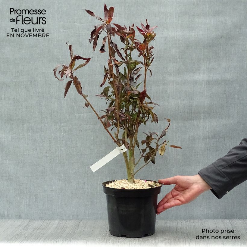 Spécimen de Azalée de Chine Fire Ball - Rhododendron hybride  Pot de 4L/5L tel que livré en automne