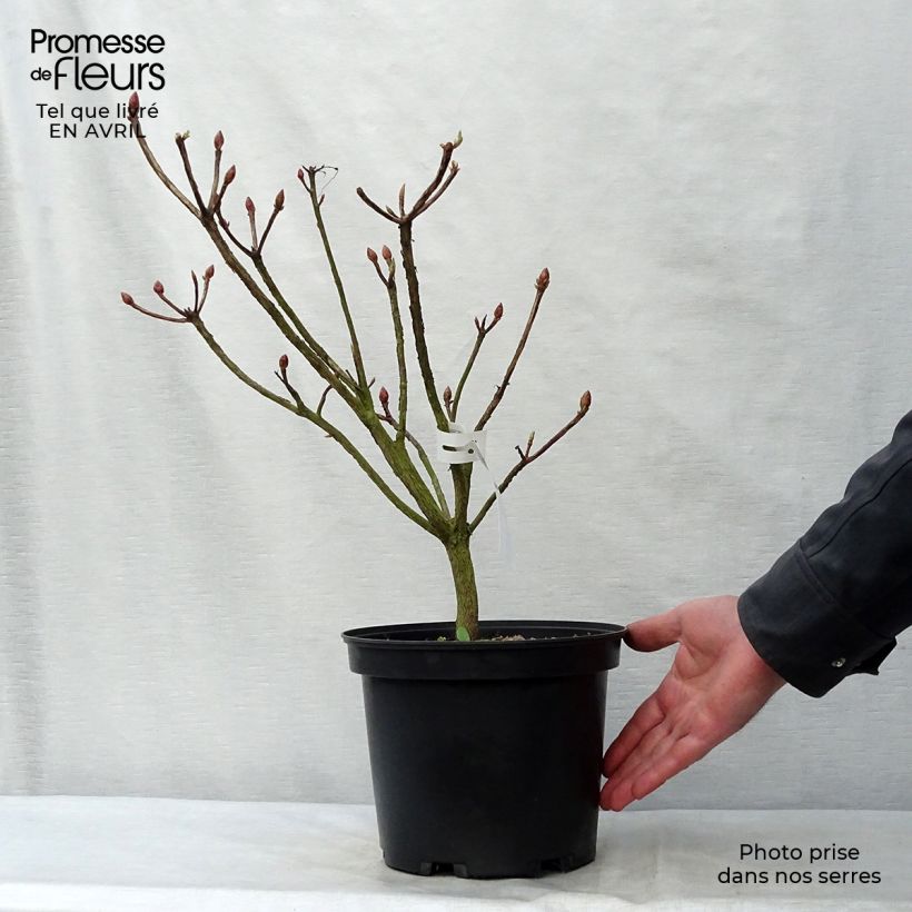 Spécimen de Azalée de Chine Fire Ball - Rhododendron hybride orange vif Pot de 4L/5L tel que livré au printemps