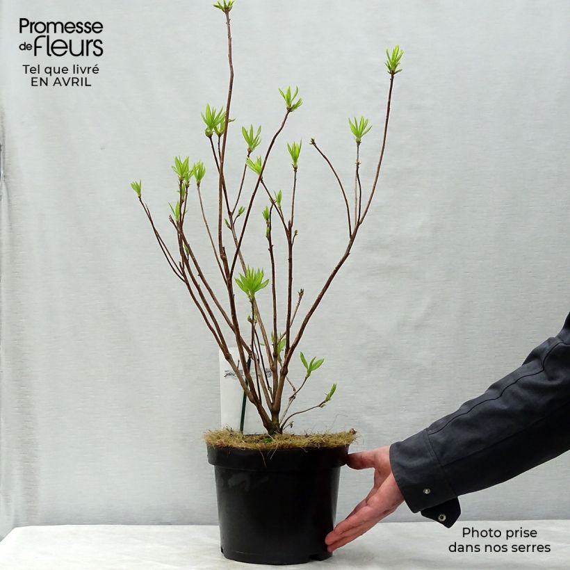 Example of Azalée de Chine Harvest Moon - Azalea mollis Pot de 4L/5L as you get in printemps
