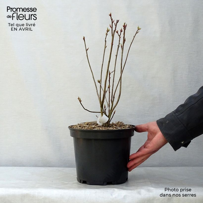 Example of Azalée de Chine Homebush - Rhododendron hybride Pot de 4L/5L as you get in printemps