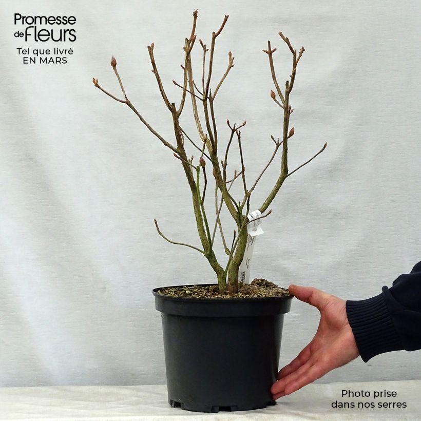 Spécimen de Azalée de Chine Jolie Madame - Rhododendron hybride Pot de 3L/4L tel que livré au printemps