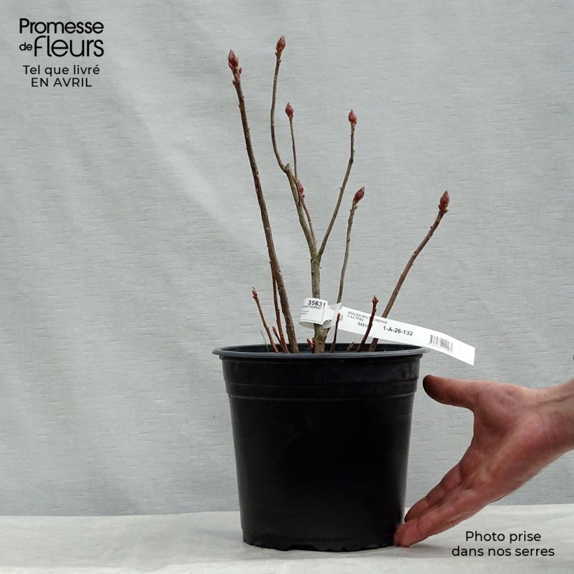 Example of Azalée de Chine Klondyke - Azalea mollis Pot de 4L/5L as you get in printemps