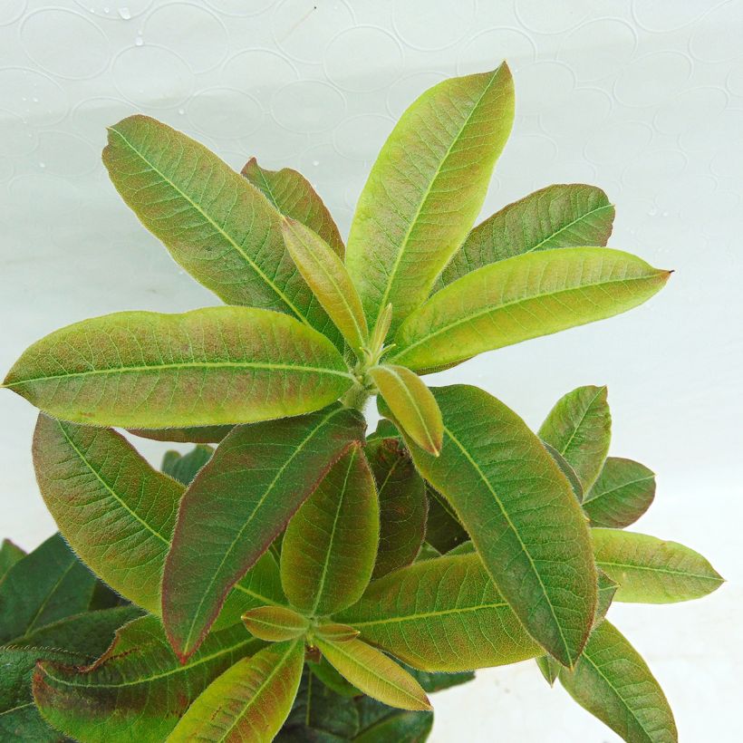 Azalée de Chine Lingot d'Or - Rhododendron hybride (Foliage)