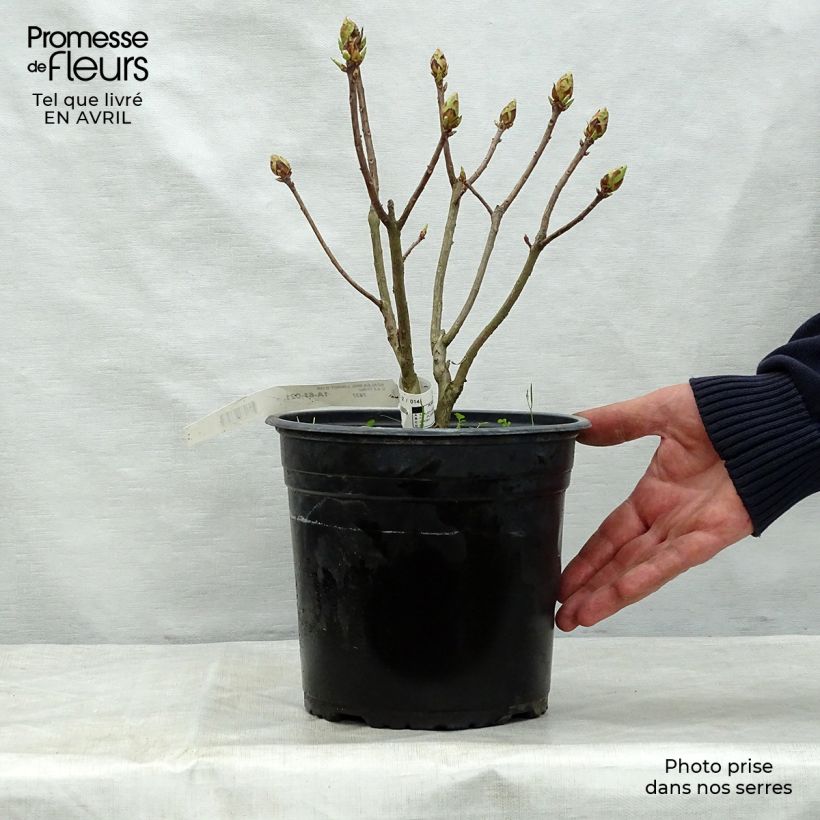 Example of Azalée de Chine Lingot d'Or - Rhododendron hybride Pot de 4L/5L as you get in printemps