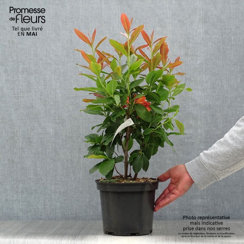 Spécimen de Azalée de Chine Mary Poppins Pot de 4L/5L tel que livré au printemps