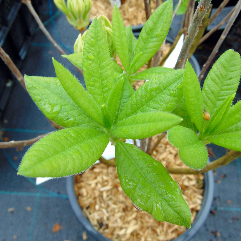 Azalée de Chine Persil - Azalea mollis (Foliage)