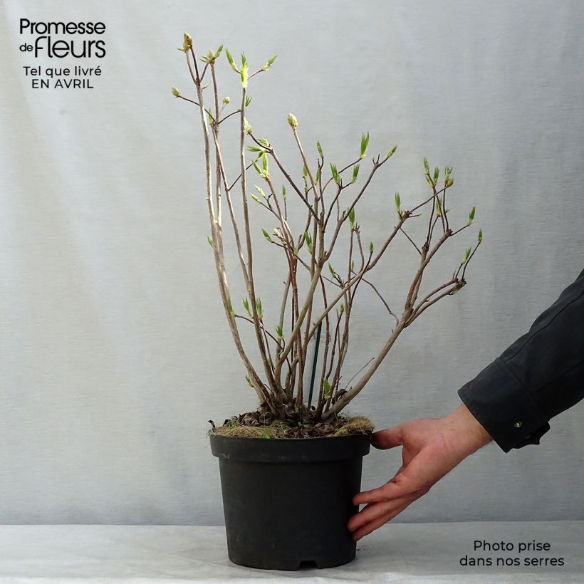 Example of Azalée de Chine Persil - Azalea mollis Pot de 4L/5L as you get in printemps
