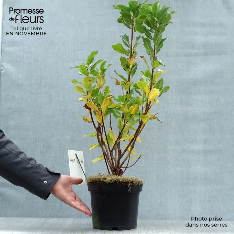 Spécimen de Azalée de Chine Persil - Azalea mollis Pot de 4L/5L tel que livré en automne