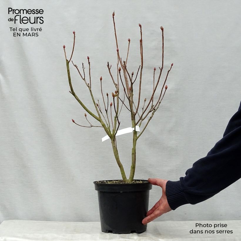 Spécimen de Azalée de Chine Peter Koster - Azalea mollis Pot de 4L/5L tel que livré au printemps