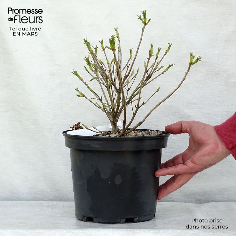 Example of Azalée de Chine - Rhododendron luteum Pot de 4L/5L as you get in printemps